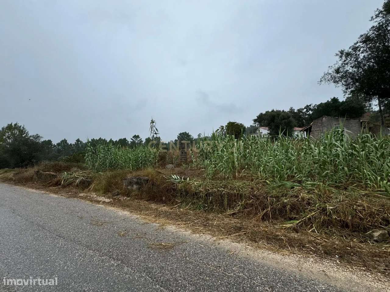 Moradia em ruina sita em Assanha da Paz - Grande imagem: 4/15