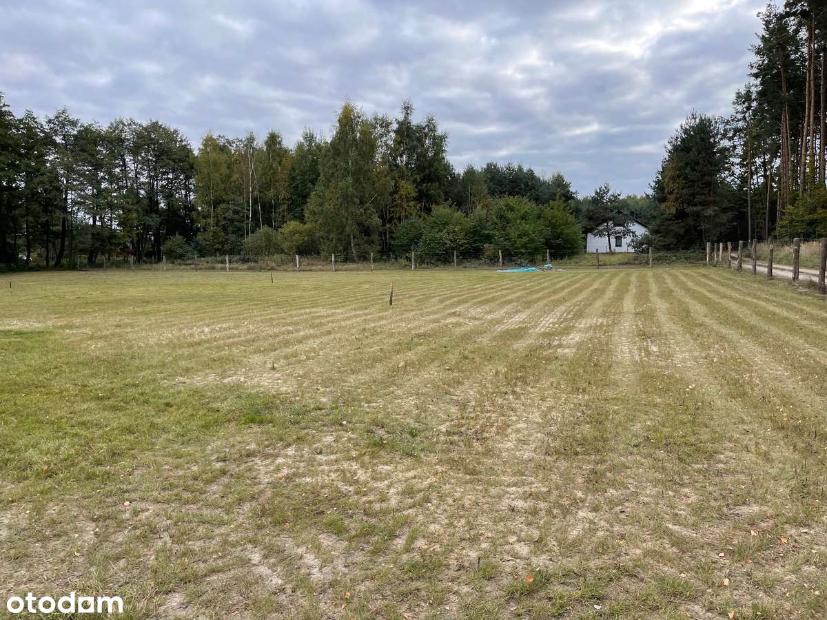 Dwie działki z własnym lasem/parkiem, prąd - Pełny obrazek: 4/12