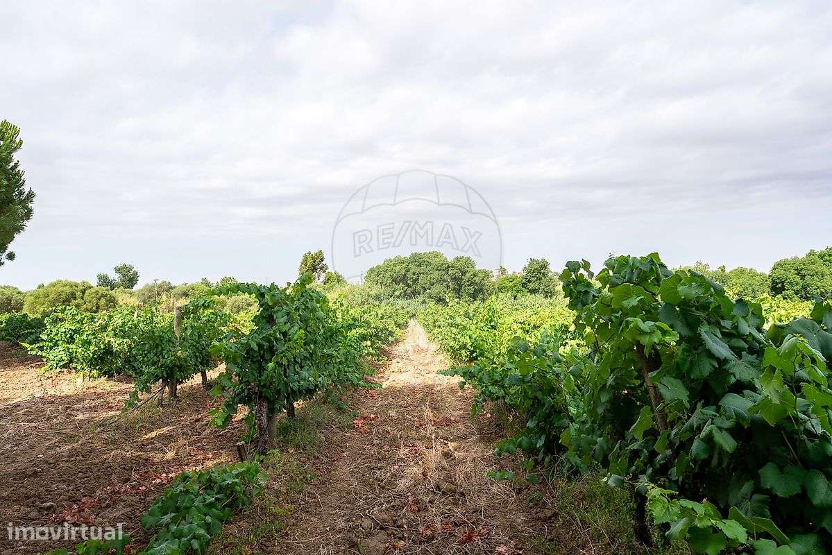 Quinta T8 para venda-34