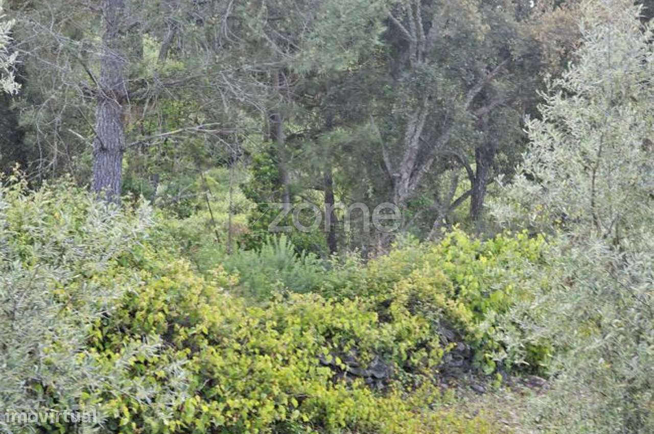 Terreno, 39 100 m², Favaios - Grande imagem: 2/24