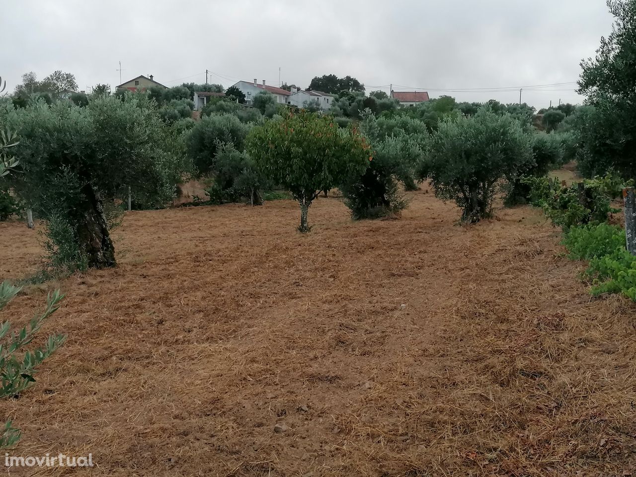 Terreno em Mouriscas para cultivo com olival e árvores de fruto