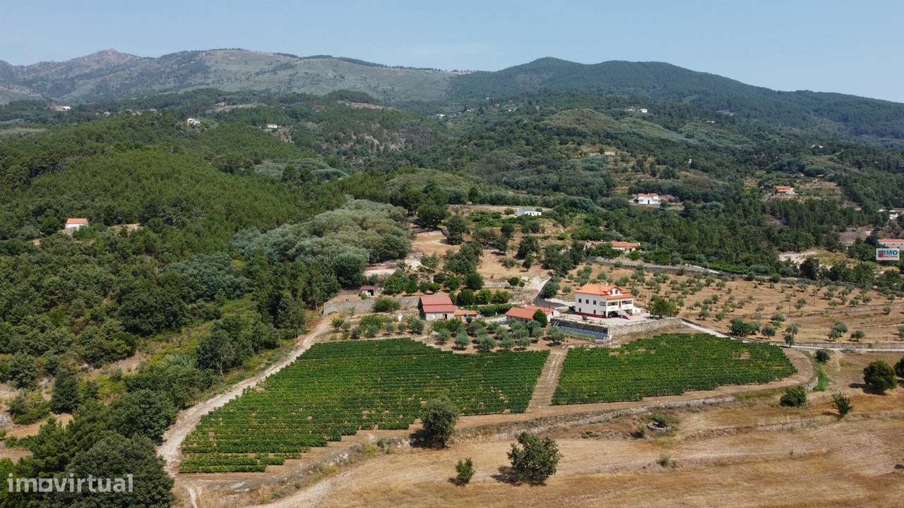 Quinta  c/ 5,36ha  e c/ Moradia V4  - Teixoso - 10 min da Covilhã - Grande imagem: 5/60