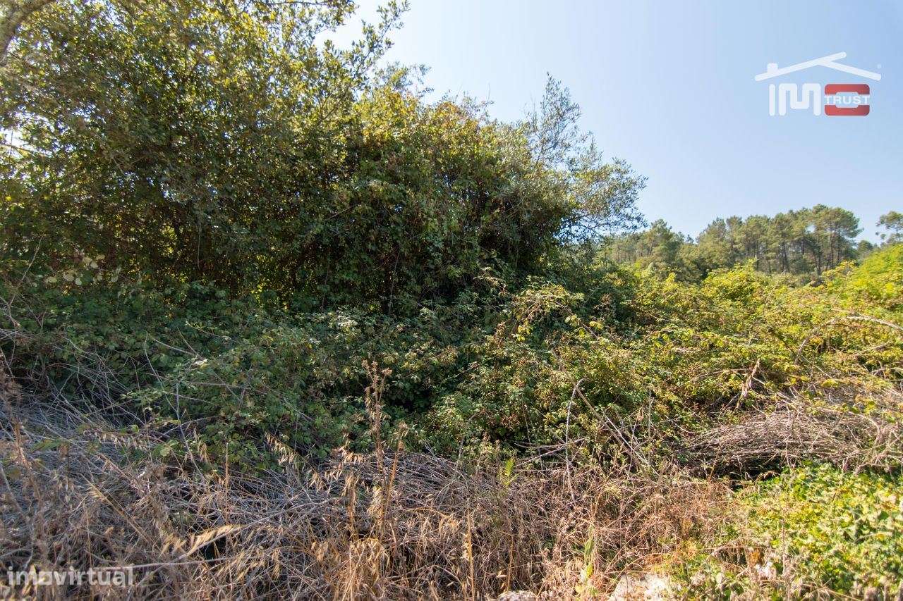 TERRENO RÚSTICO COM 2600 M2 PARA CULTIVO COM 10 OLIVEIRAS - Grande imagem: 5/6