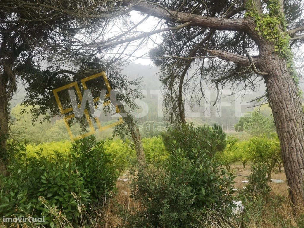 Terreno em Mafra - Terreno Rústico de 8125m2 com Sobreiro...