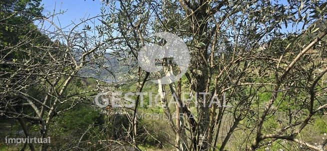 Oportunidade Única: Quinta para Habitação, Turismo ou Agricultura em M-44