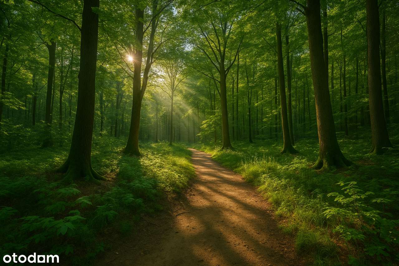 Twój azyl pod lasem – UNIKALNA działka z potencjałem w Wierzonce-2