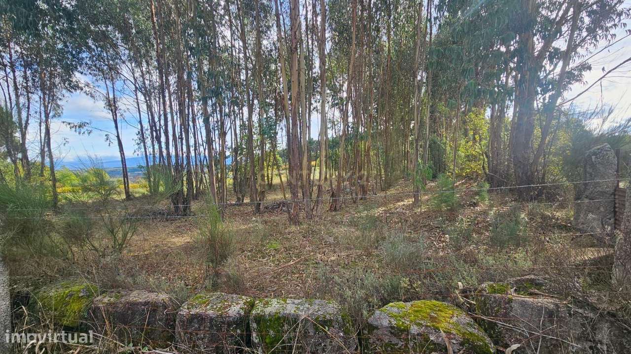 Terreno  Nelas - Grande imagem: 5/9