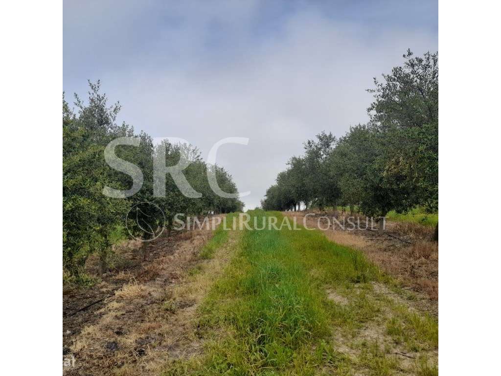 Herdade do olival das Barreiras-2