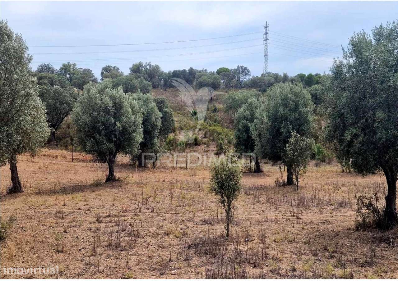 Propriedade -Terreno Rustico -Monte da Tumba - Grande imagem: 5/6