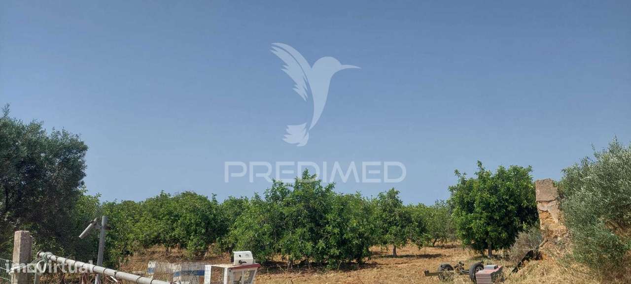 Ruína com Terreno junto da Ria Formosa - Grande imagem: 4/5