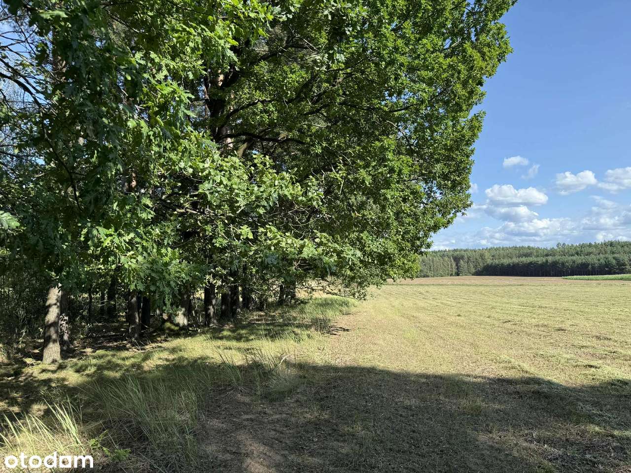 Działka  8424 m² z warunkami zabudowy. Podlaskie Michałowo - Pełny obrazek: 4/8