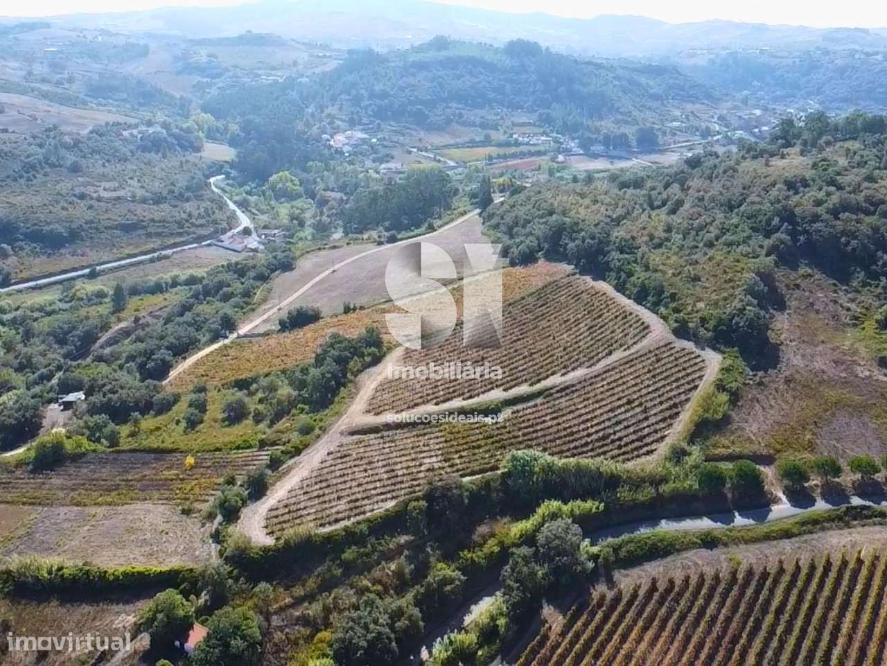 Terreno com Vinha Ativa - Grande imagem: 4/9