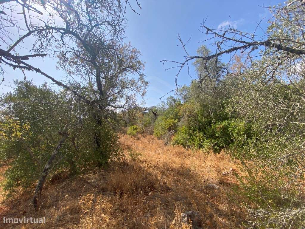 Lote de Terreno Rústico no Serro dos Passarinhos, Loulé, Algarve - Grande imagem: 3/11