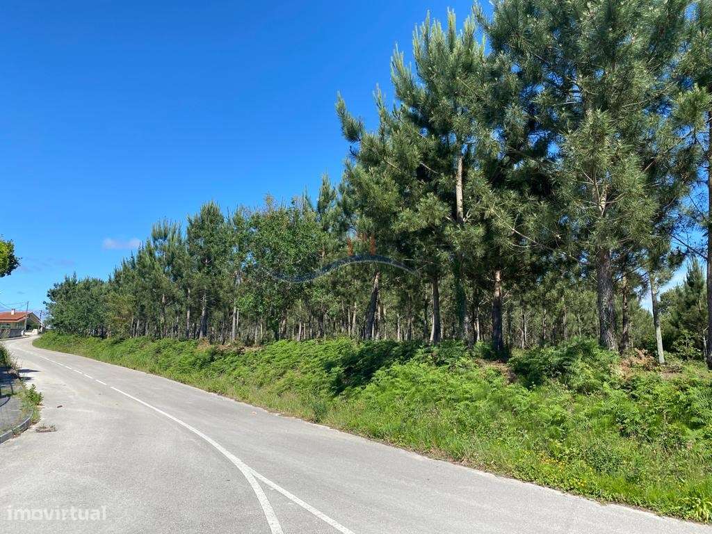 Terreno - Monte Real. - Grande imagem: 2/21