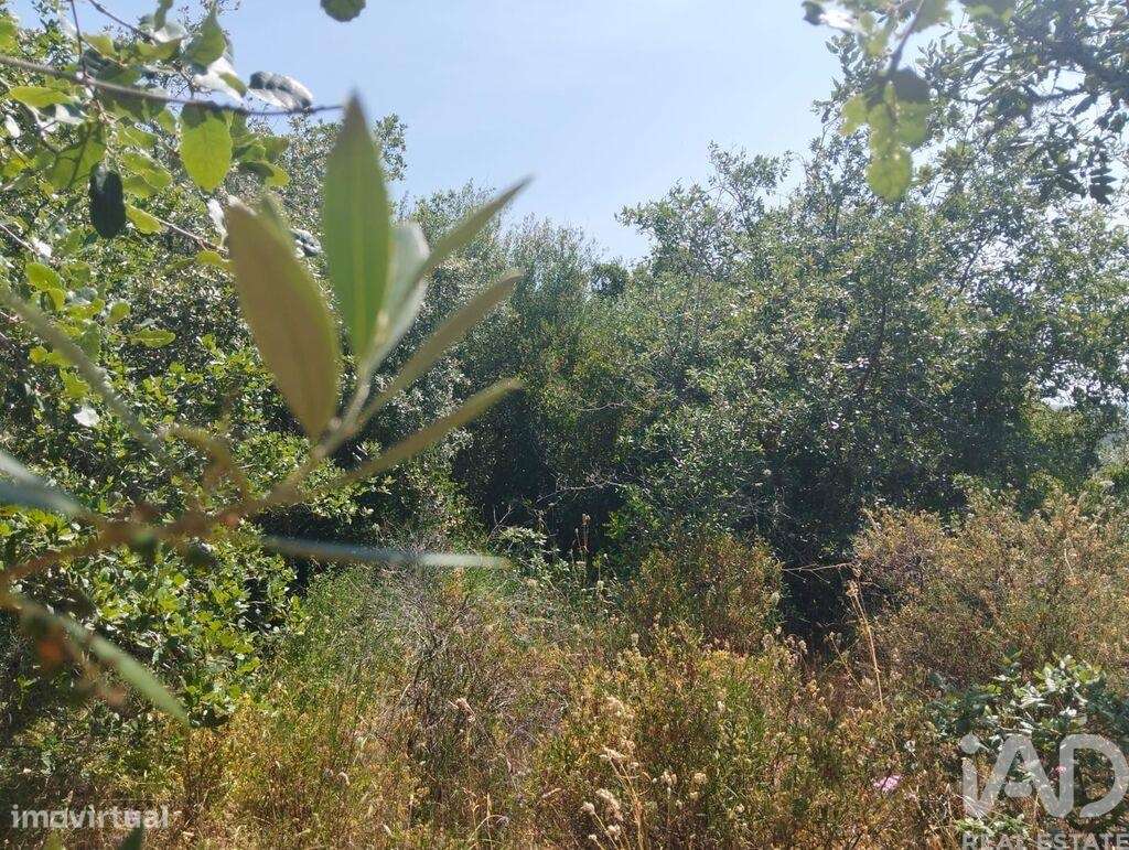 Terreno em Chãos de 1560,00 m2 - Grande imagem: 5/15