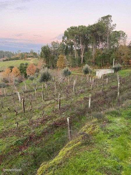 Vende-se quinta em Tibaldinho - Grande imagem: 4/11