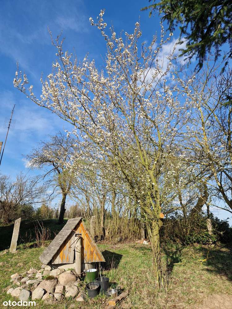 urokliwe siedlisko - Pełny obrazek: 4/19