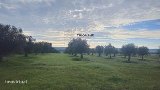 Terreno rústico 2.9000m2, Montalvo, Constância - Grande imagem: 3/8