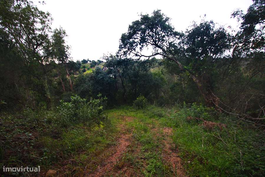 Grande propriedade, com floresta e 2 ruínas, Fraldeu, Óbidos - Grande imagem: 5/45