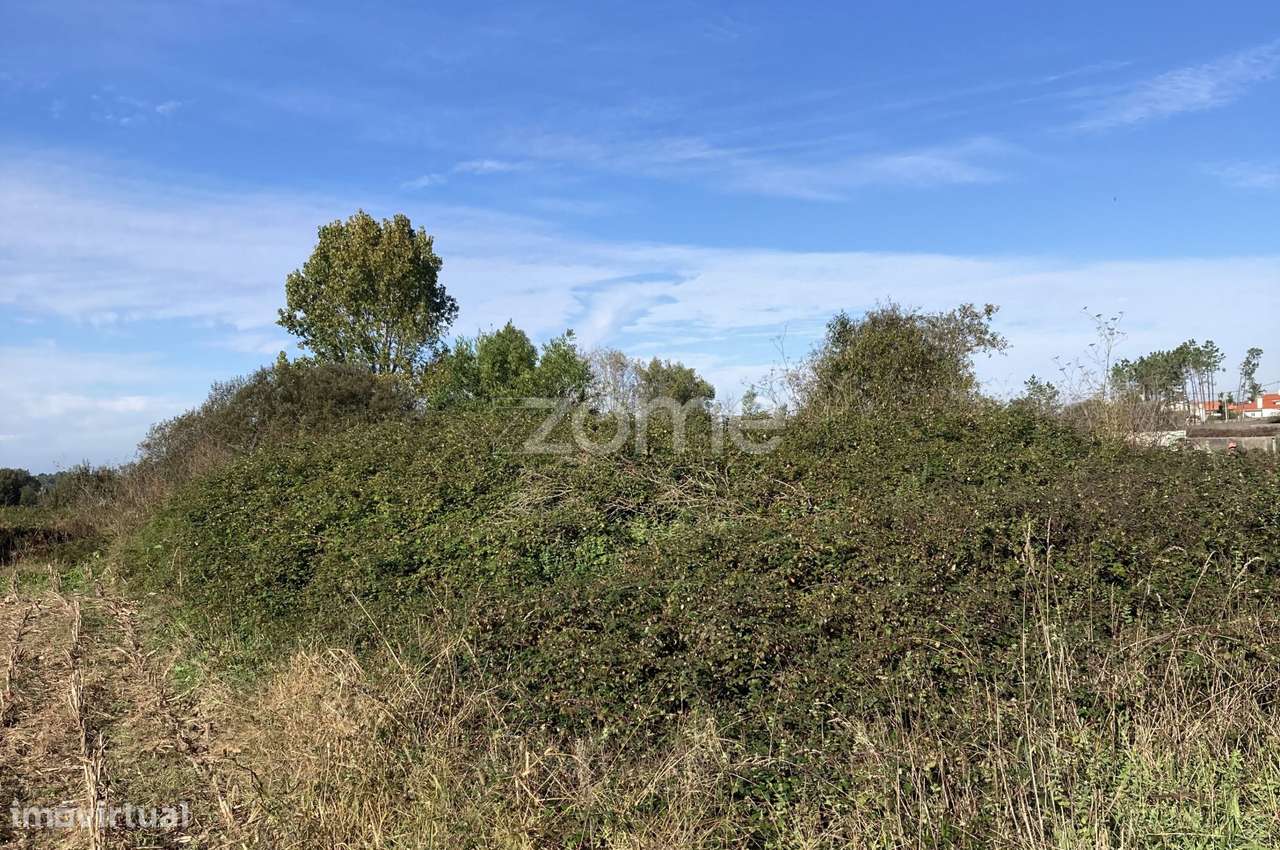 Terreno Rústico em Belinho e Mar - Grande imagem: 4/18