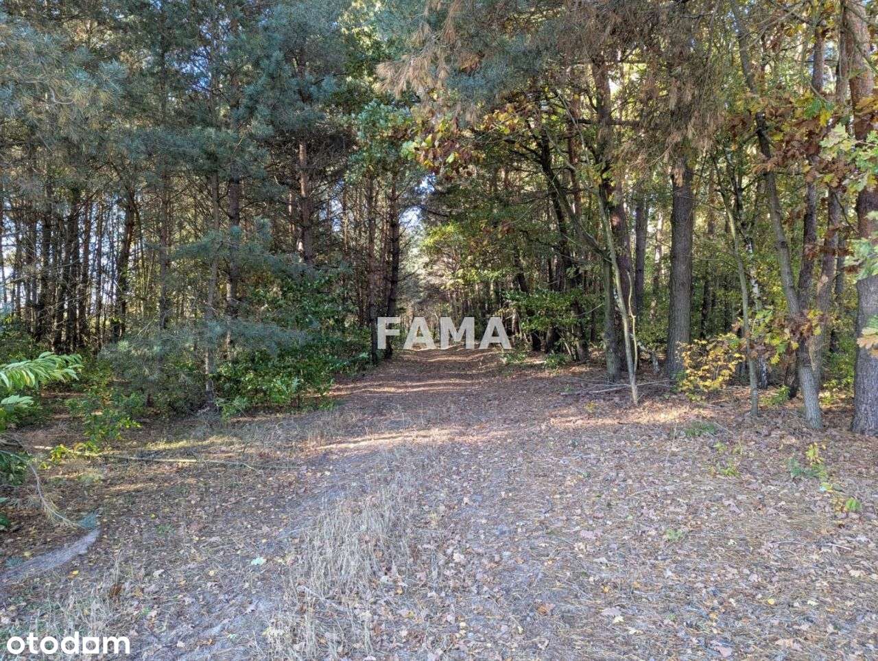 Działka 3,87 ha, Lisek, gm. Fabianki, asfalt-9