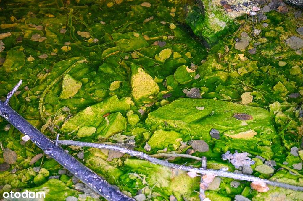 Działka Park Krajobrazowy Kolorowe Jeziorka 4048m² - Pełny obrazek: 4/20