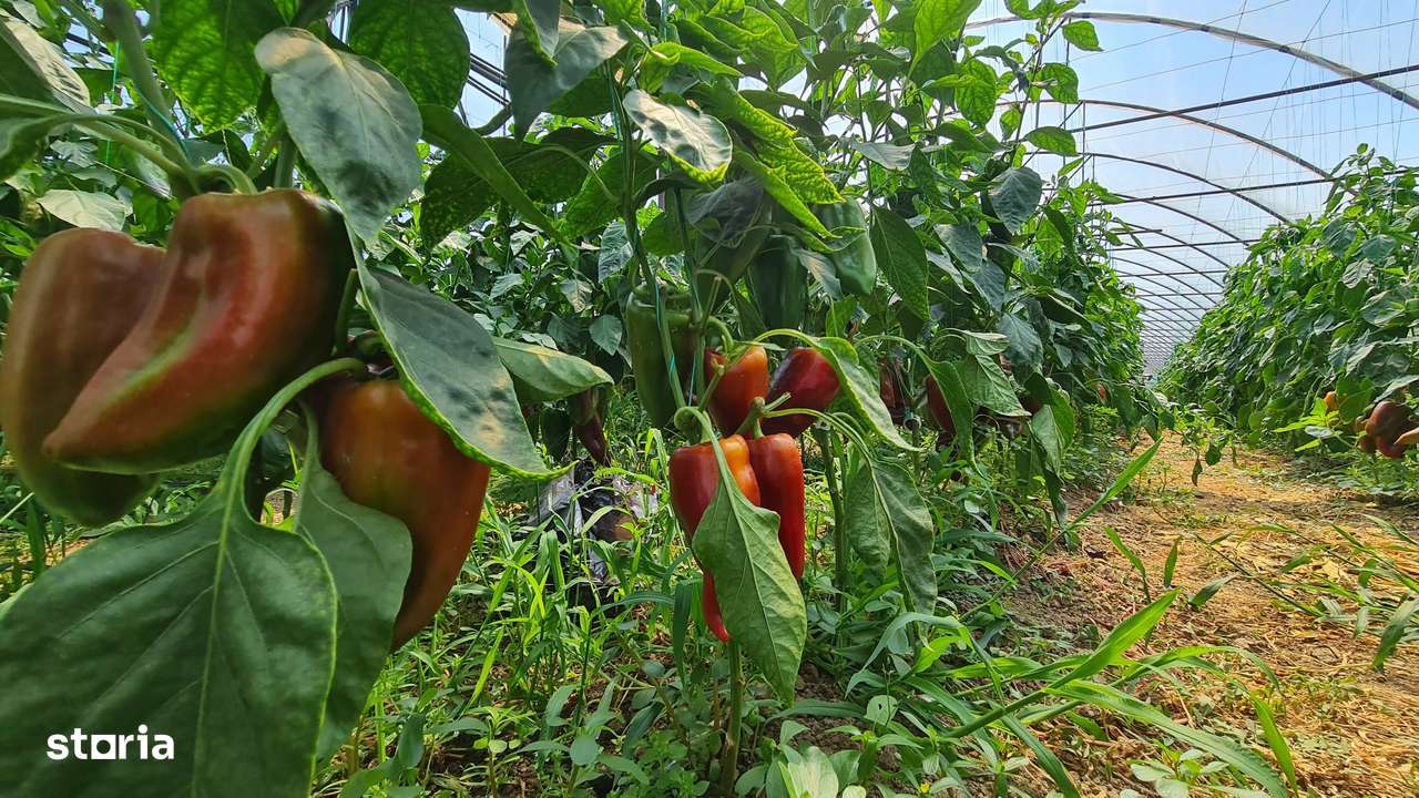 Afacere la cheie! Incasari din prima zi!!! - Imagine principală: 4/10
