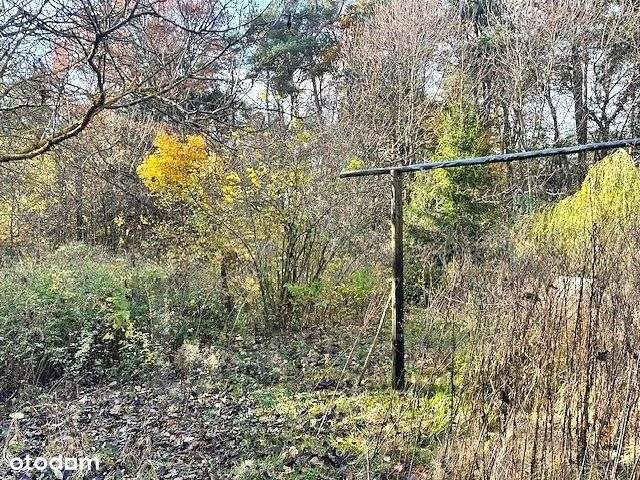 Na odludziu- dom pod lasem-11