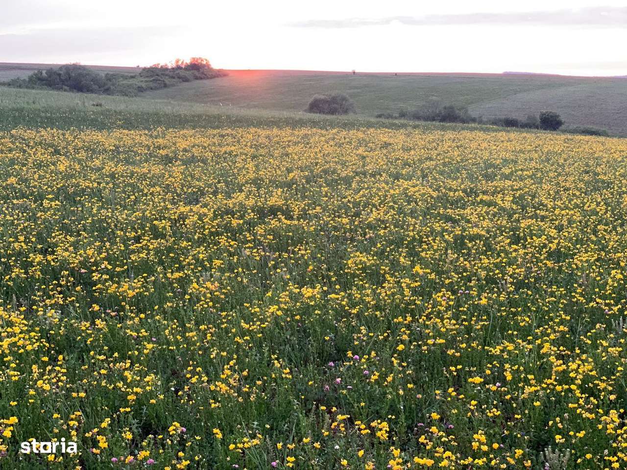 Teren arabil de 630 hectare în Galați - Imagine principală: 1/3