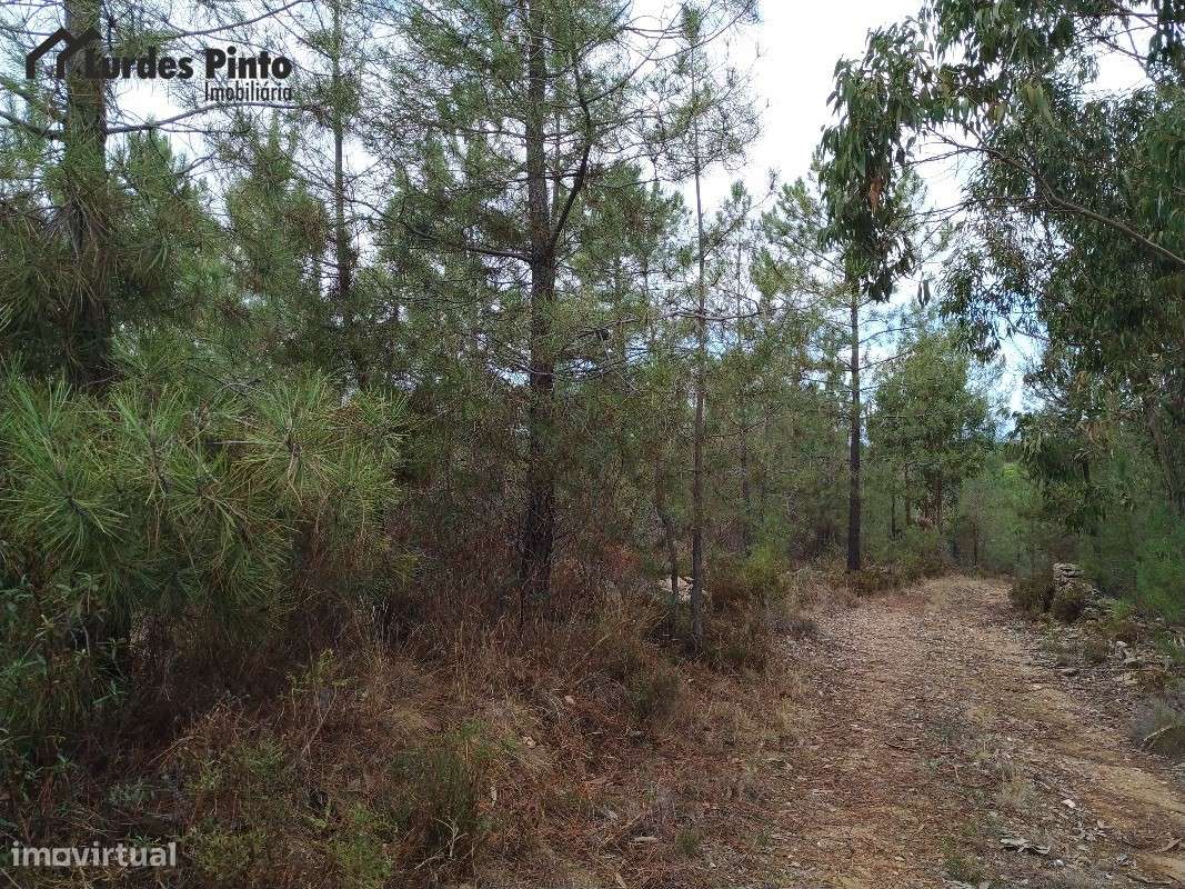 Quinta perto de Castelo Branco - Grande imagem: 2/11