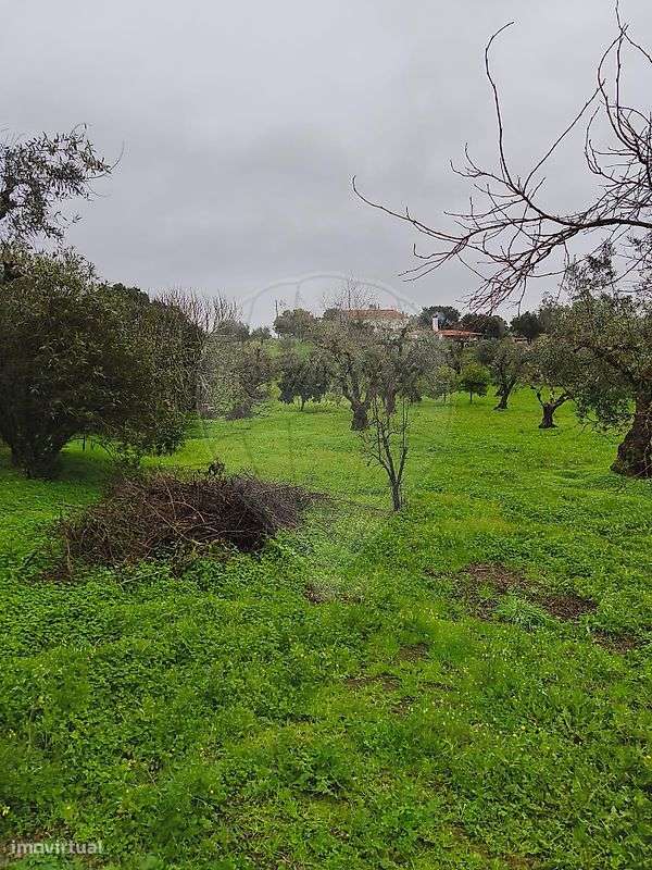 Quinta  para venda-33