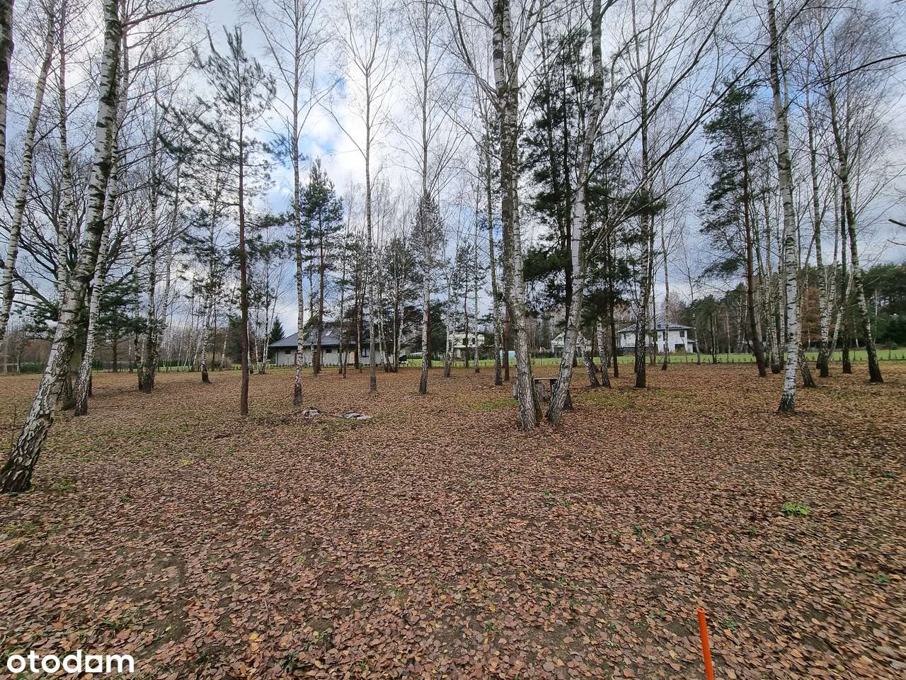 Zadrzewione działki budowlane z MPZP - zabudowa mieszkaniowa-0