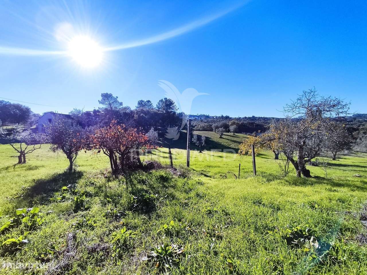 Terreno com barracão no Zambujal - Grande imagem: 4/9