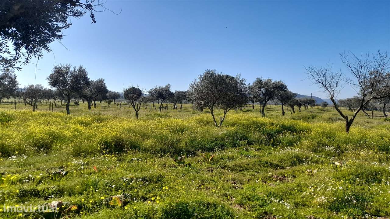 Quinta T0 Venda em Vila Velha de Ródão,Vila Velha de Rodão-8