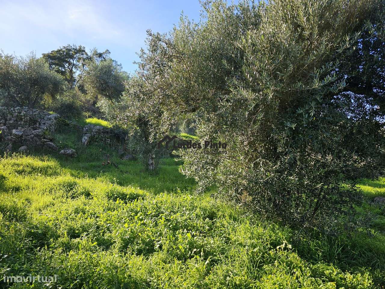Quinta com grande olival - Grande imagem: 4/16