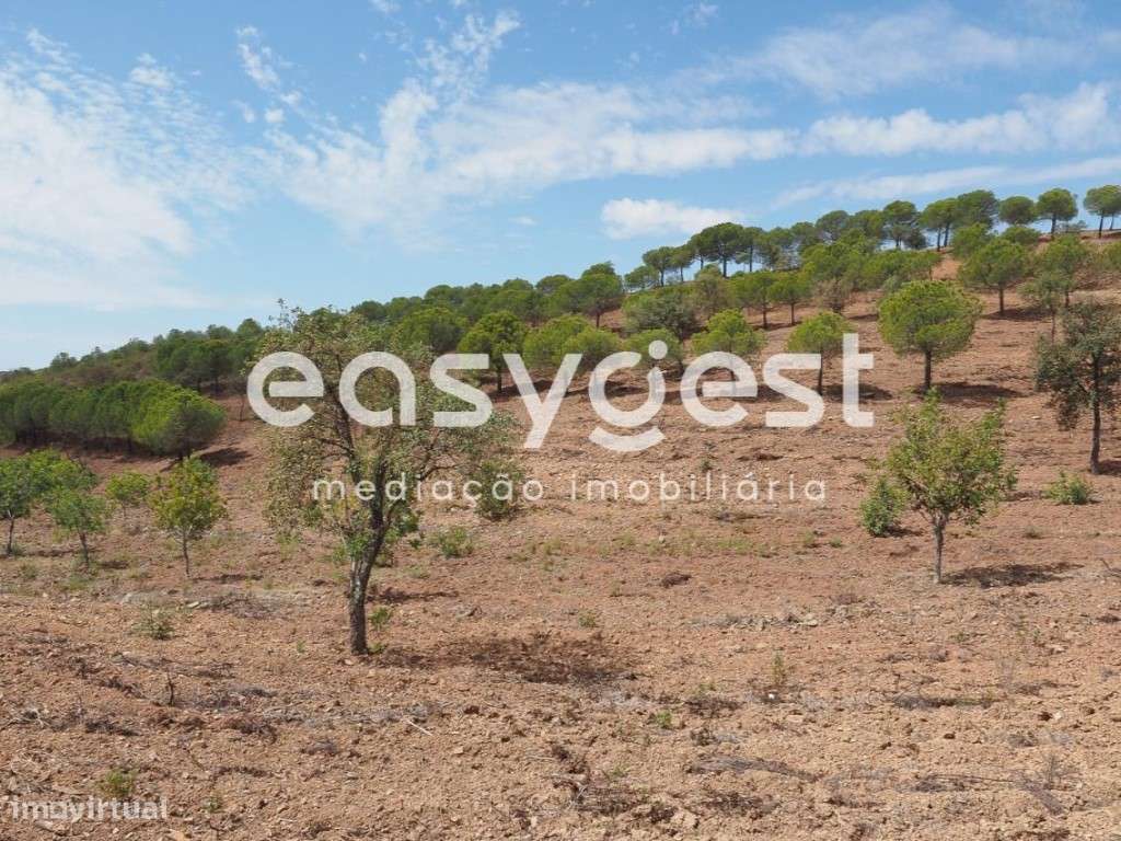 Terreno agrícola com pinheiros, oliveiras e sobreiros em Atalaias - Grande imagem: 2/22