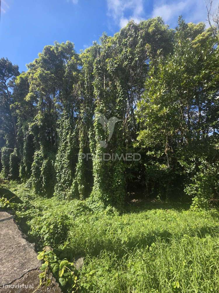 Terreno em S. Pedro - Grande imagem: 2/2