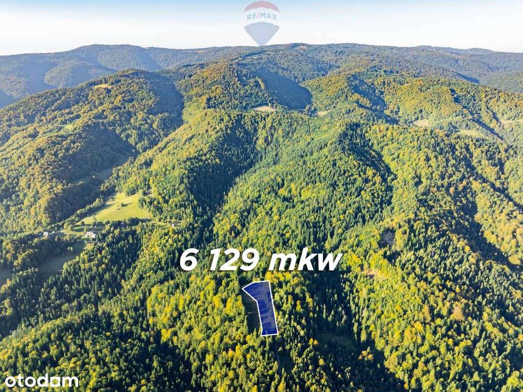 Polana w lesie - Pełny obrazek: 2/19