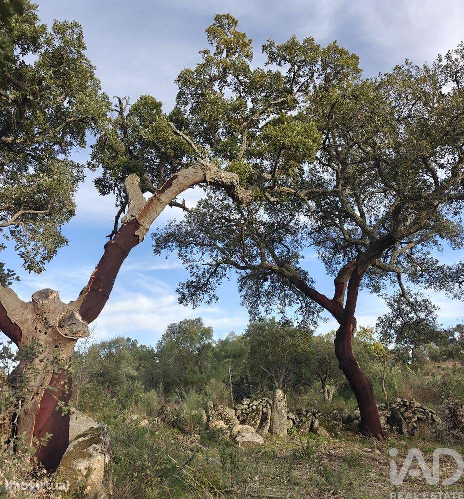 Terreno em Monsanto e Idanha-a-Velha - Grande imagem: 2/6