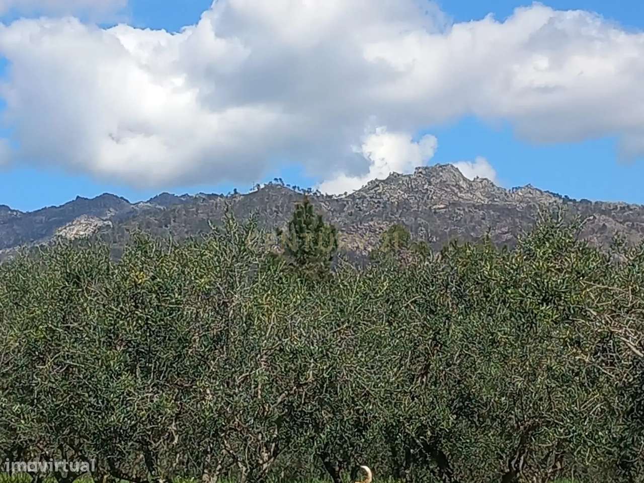 Quinta com 24750m2 Louriçal do campo - Grande imagem: 2/35