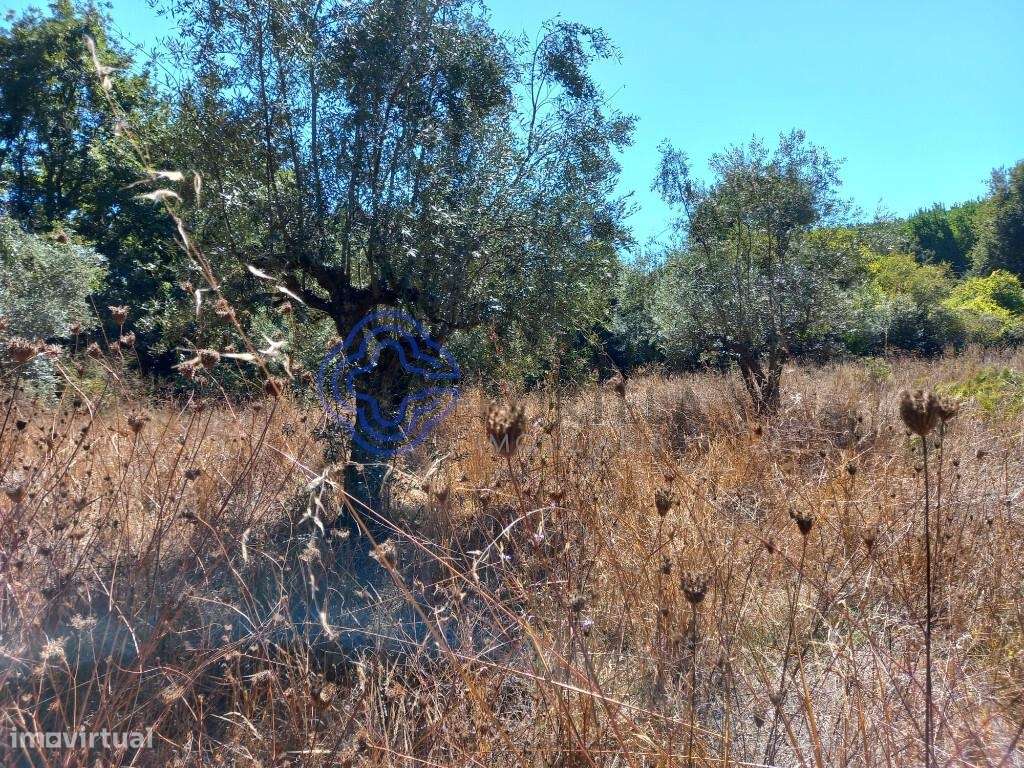 Terreno agrícola com uma ribeira a 10 minutos de Dornes-4