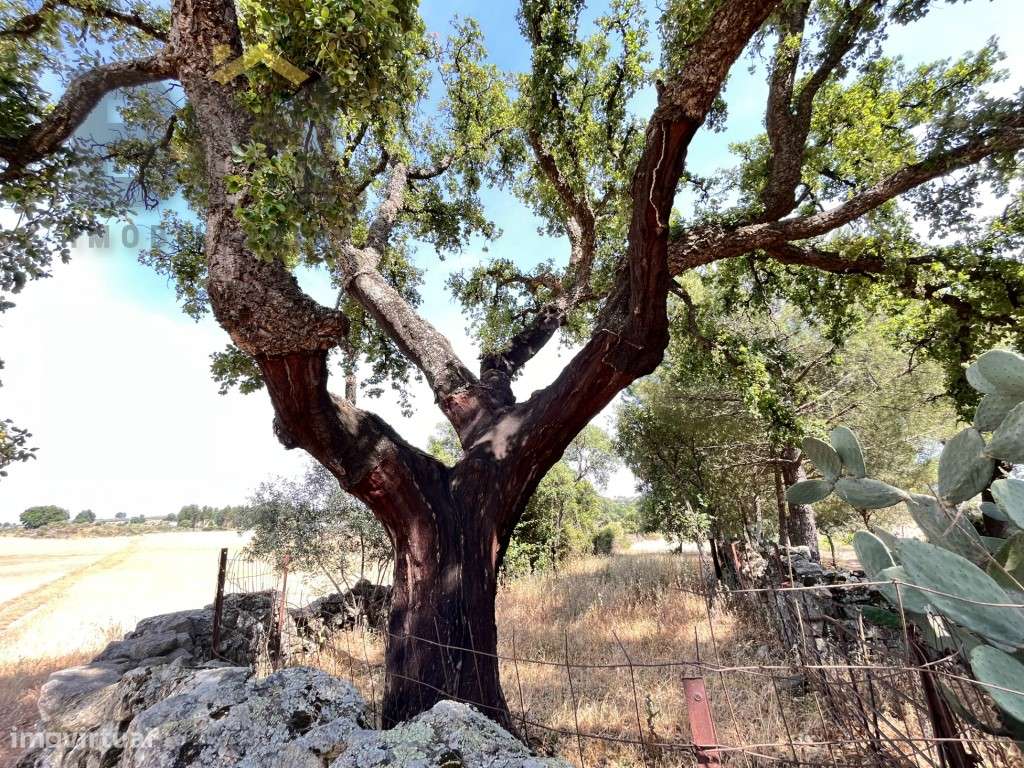 Quinta rural com 9.000m2 em Alcains - Castelo Branco - Grande imagem: 3/20