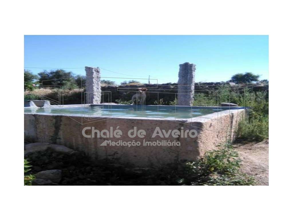 Herdade em Portalegre Com 200 Oliveiras (Nisa) - Grande imagem: 2/15