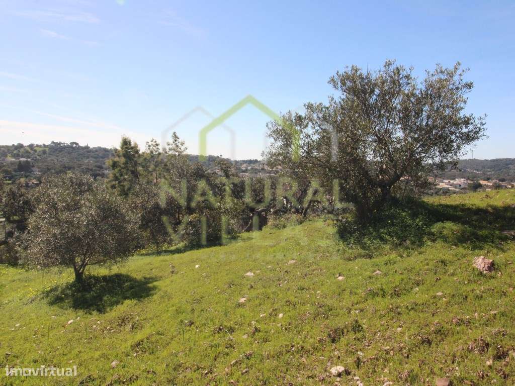 Terreno Rústico com Armazém em São Brás de Alportel - Grande imagem: 5/5