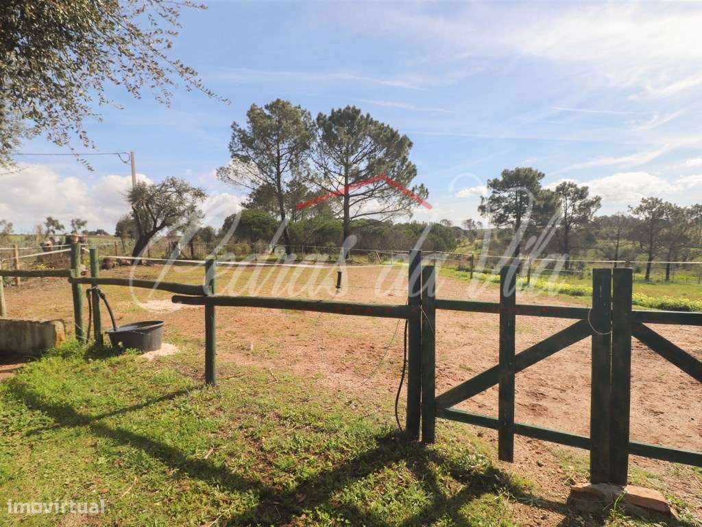 Quinta com 6,5ha em Vale Juncal - São Teotónio-59