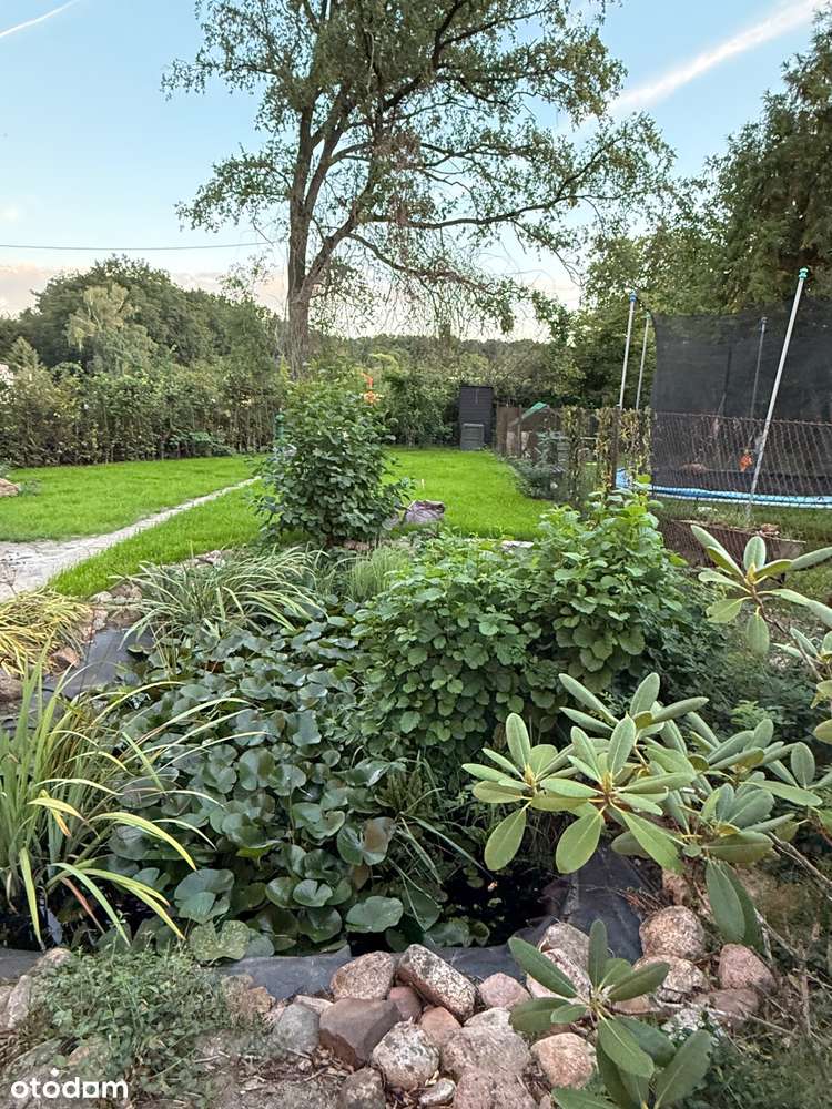 Dom wolnostojący w Kluczborku z możliwością zamiany na mieszkanie - Pełny obrazek: 4/10