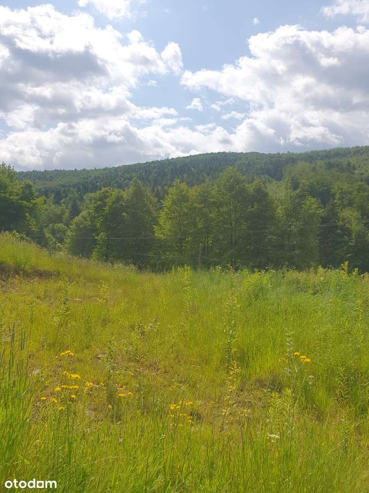 Działka budowlano-rolna w Żarnówce - Pełny obrazek: 5/5