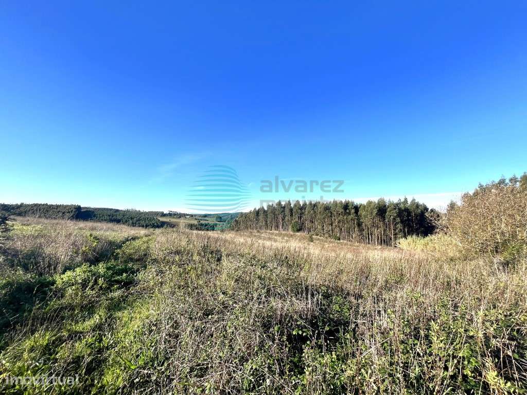 Excelente terreno rústico com 18.368m2, Bombarral - Grande imagem: 5/8