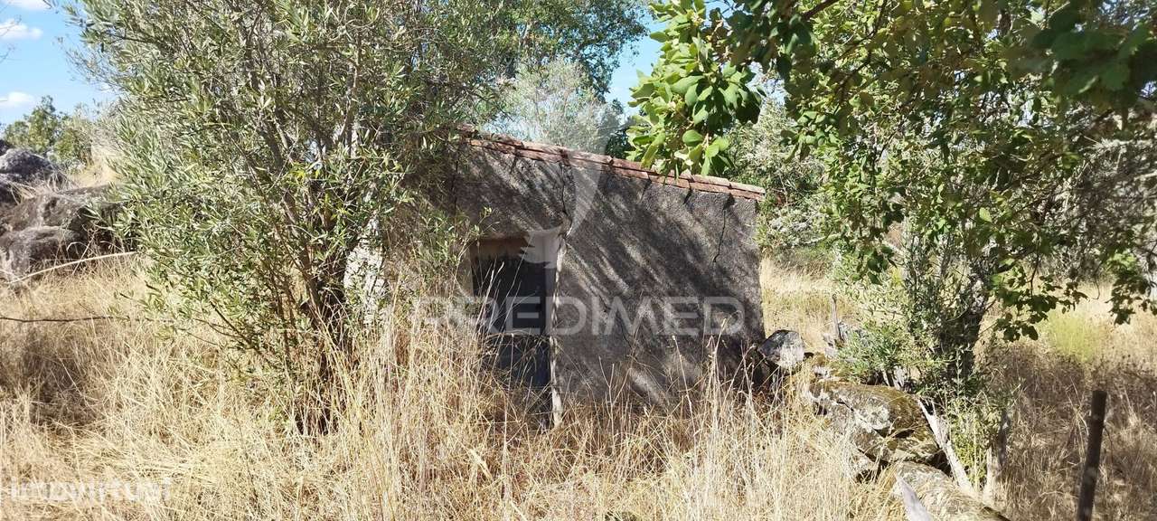 Terreno com olival - Grande imagem: 4/4