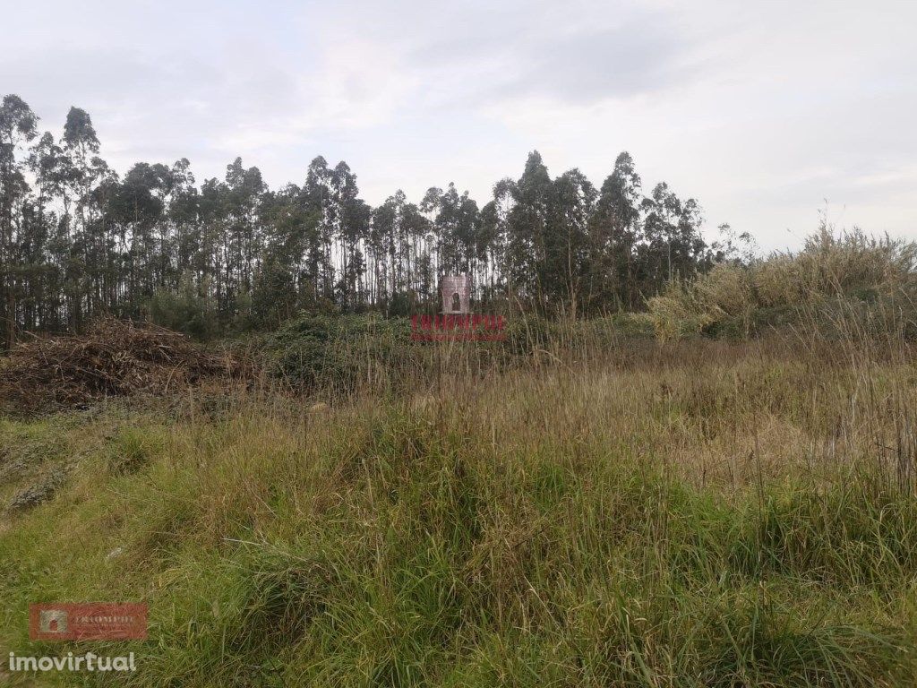 Terreno para Construção 2.975m2, Oliveira de Azeméis